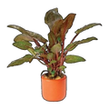 Cryptocoryne Wendtii Tropica | Cryptocoryne wendtii 'Tropica'