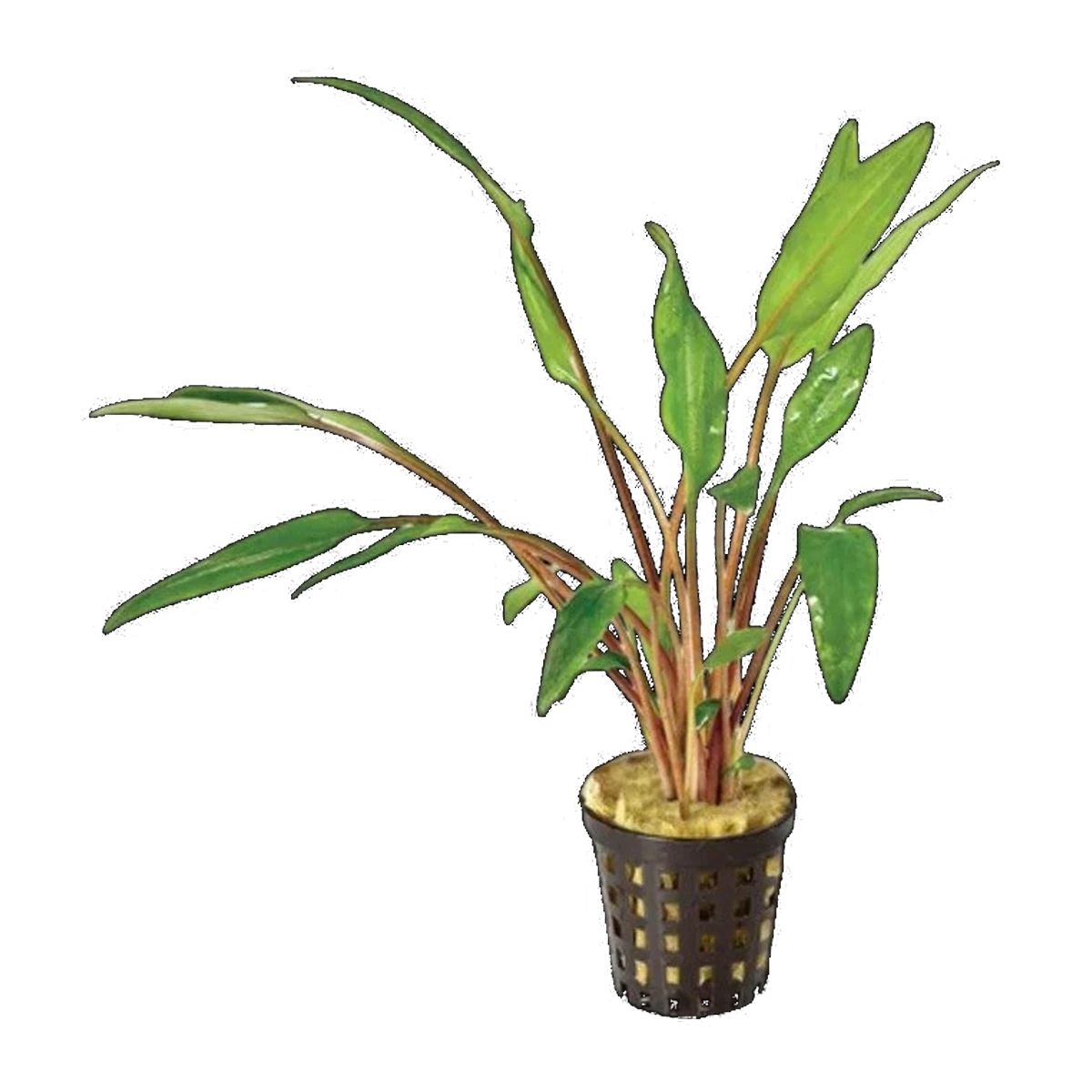 Cryptocoryne Willisii | Cryptocoryne × willisii