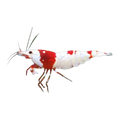 Crystal Red Shrimp