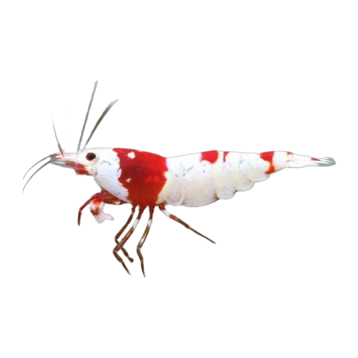 Crystal Red Shrimp