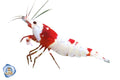 Crystal Red Shrimp