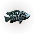 Cuban Cichlid (Nandopsis tetracanthus), side profile facing right