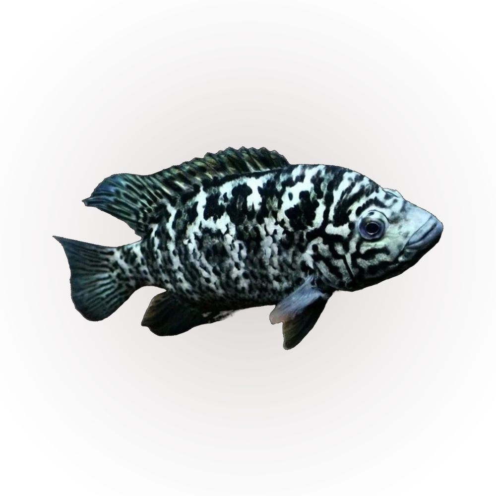 Cuban Cichlid (Nandopsis tetracanthus), side profile facing right