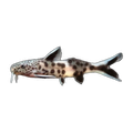 Cuckoo Catfish | Synodontis petricola