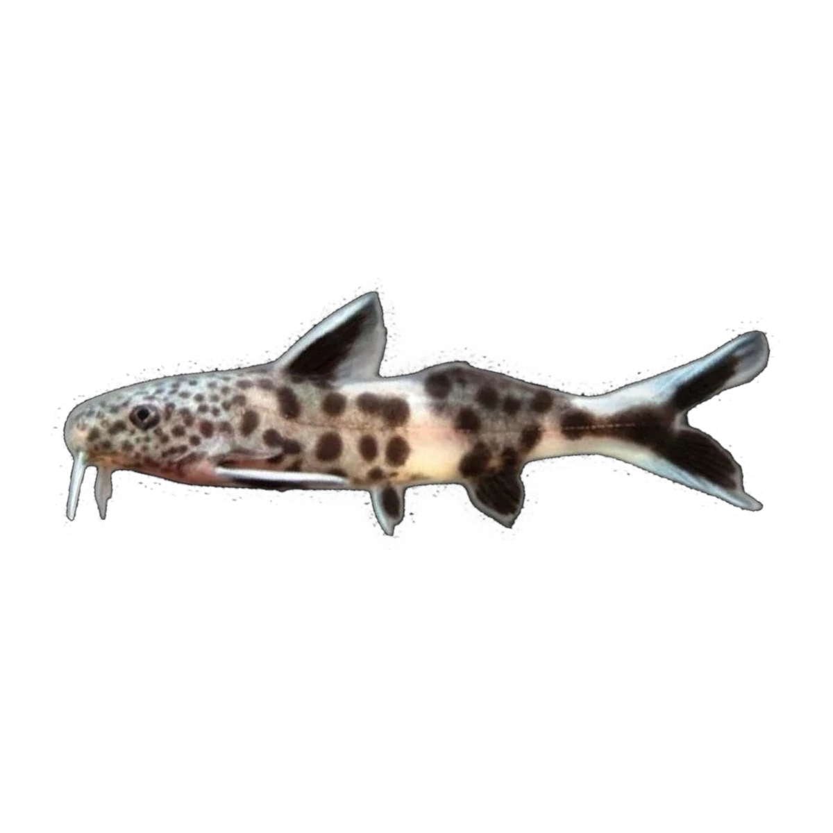 Cuckoo Catfish | Synodontis petricola