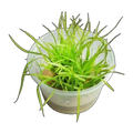 Cyperus Helferi