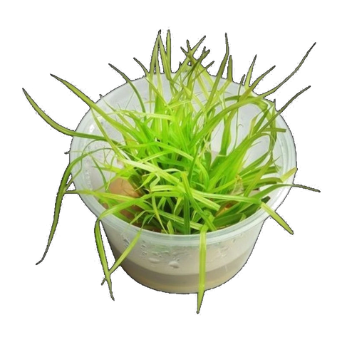 Cyperus Helferi