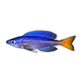 Cyprichromis leptosoma “Utinta” | Cyprichromis leptosoma