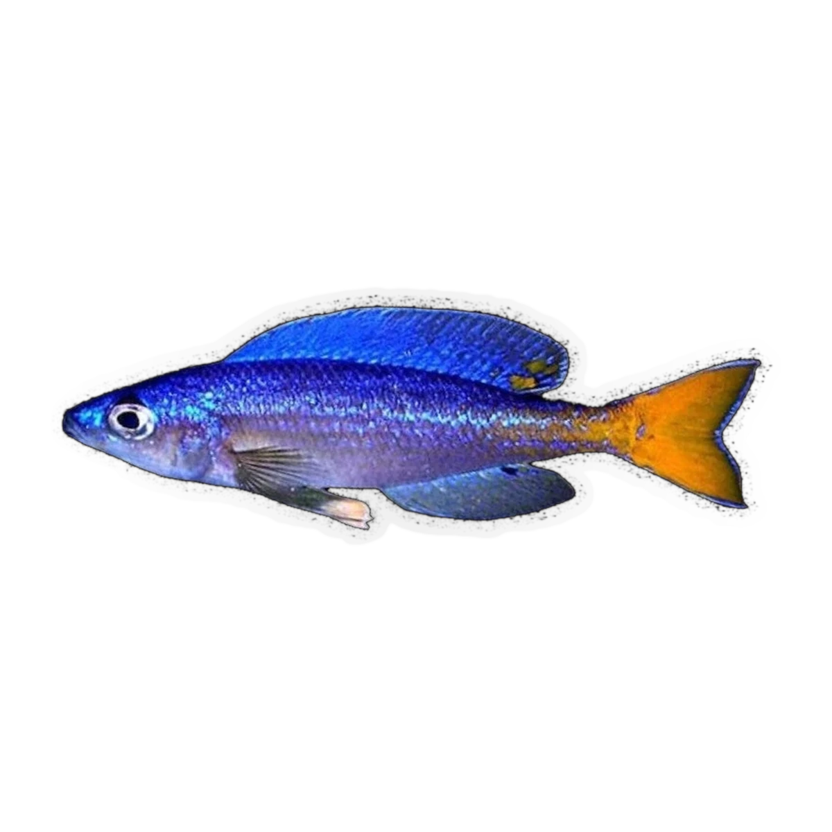 Cyprichromis leptosoma “Utinta” | Cyprichromis leptosoma