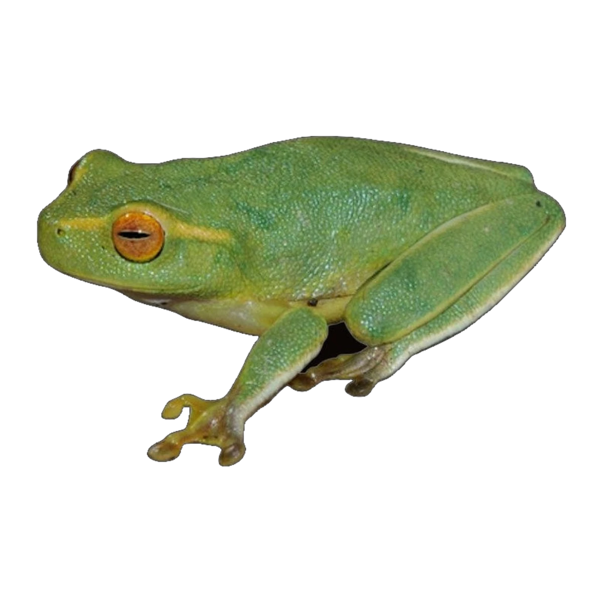 Dainty Tree Frog | Chlorohyla gracilenta