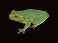 Dainty Tree Frog | Chlorohyla gracilenta