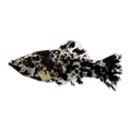 Dalmatian Molly | Poecilia sphenops
