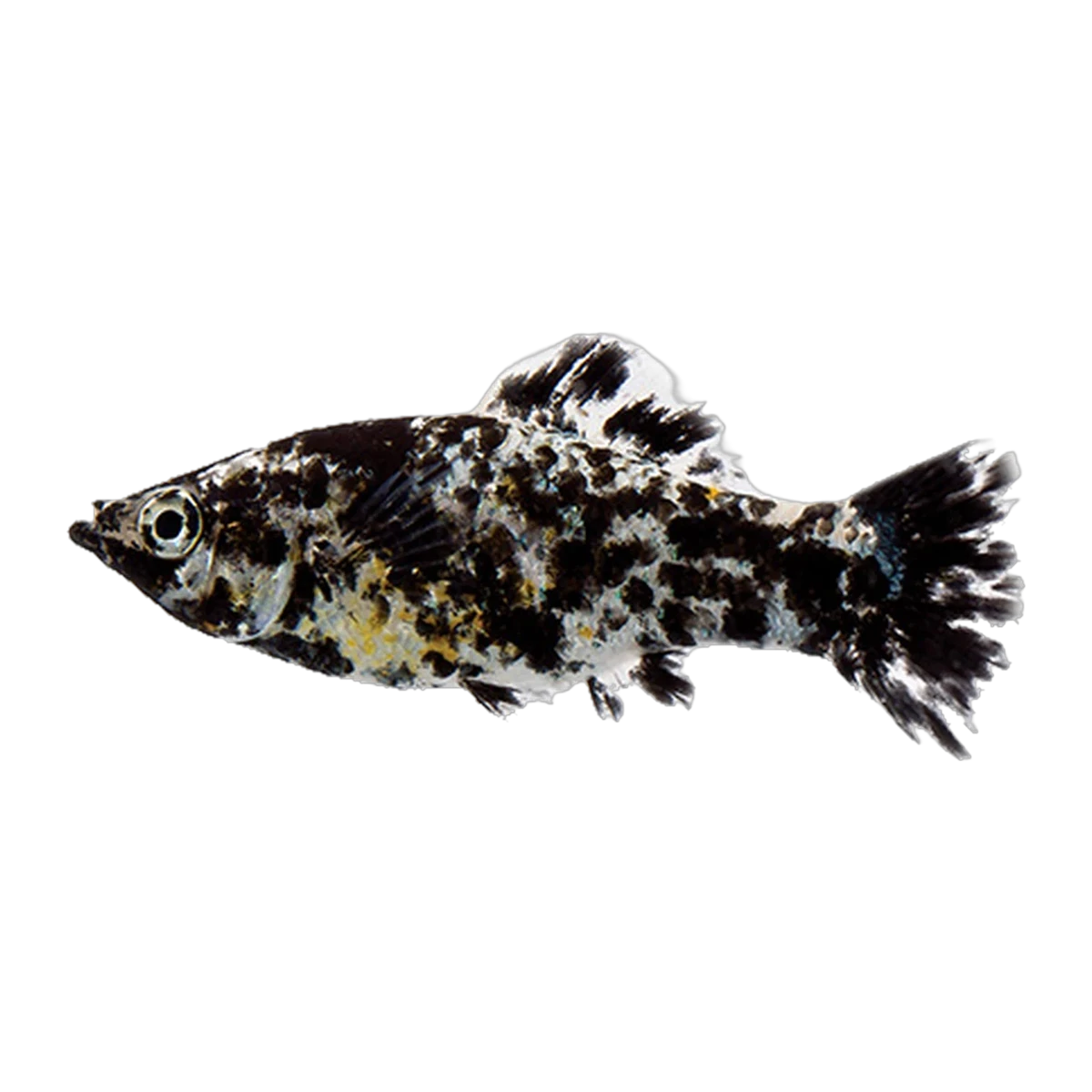Dalmatian Molly | Poecilia sphenops