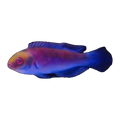 Darwin Glow Wrasse | Cirrhilabrus spp