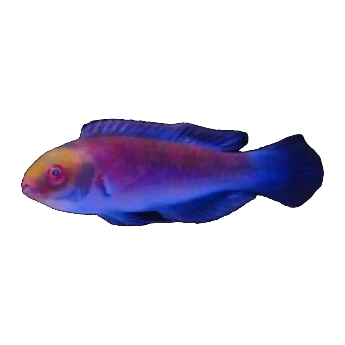Darwin Glow Wrasse | Cirrhilabrus spp