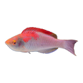 Red-Fin Fairy Wrasse | Cirrhilabrus adornatus