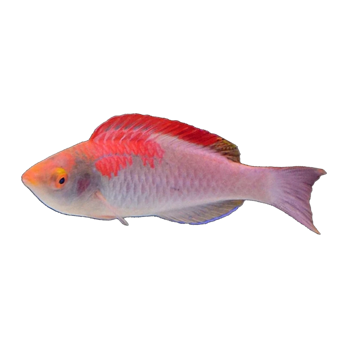 Red-Fin Fairy Wrasse | Cirrhilabrus adornatus