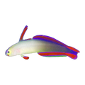 Decora Goby | Nemateleotris decora