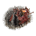 Decorator Urchin | Tripneustes gratilla