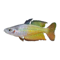 Deepwater Creek Rainbowfish