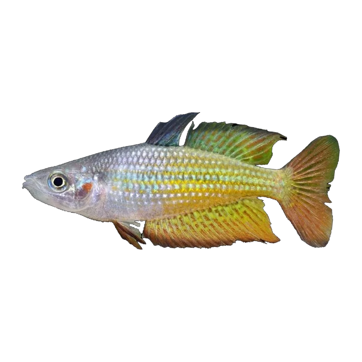 Deepwater Creek Rainbowfish