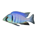 Deepwater Hap (Placidochromis electra), side profile facing right