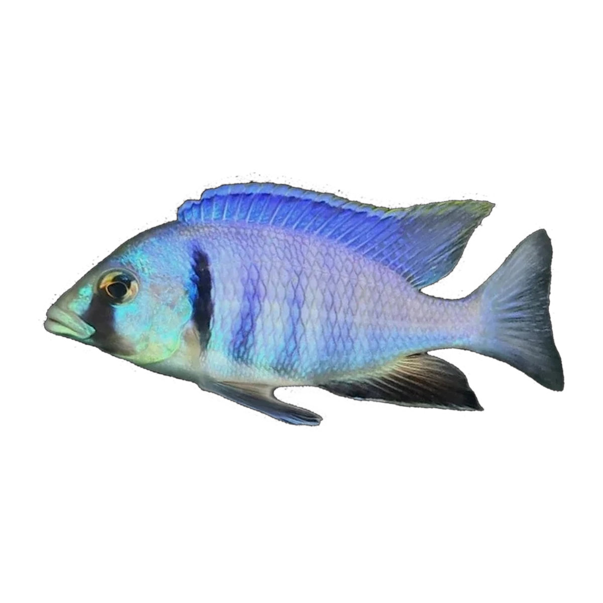 Deepwater Hap (Placidochromis electra), side profile facing right
