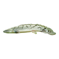 Delhezi Bichir