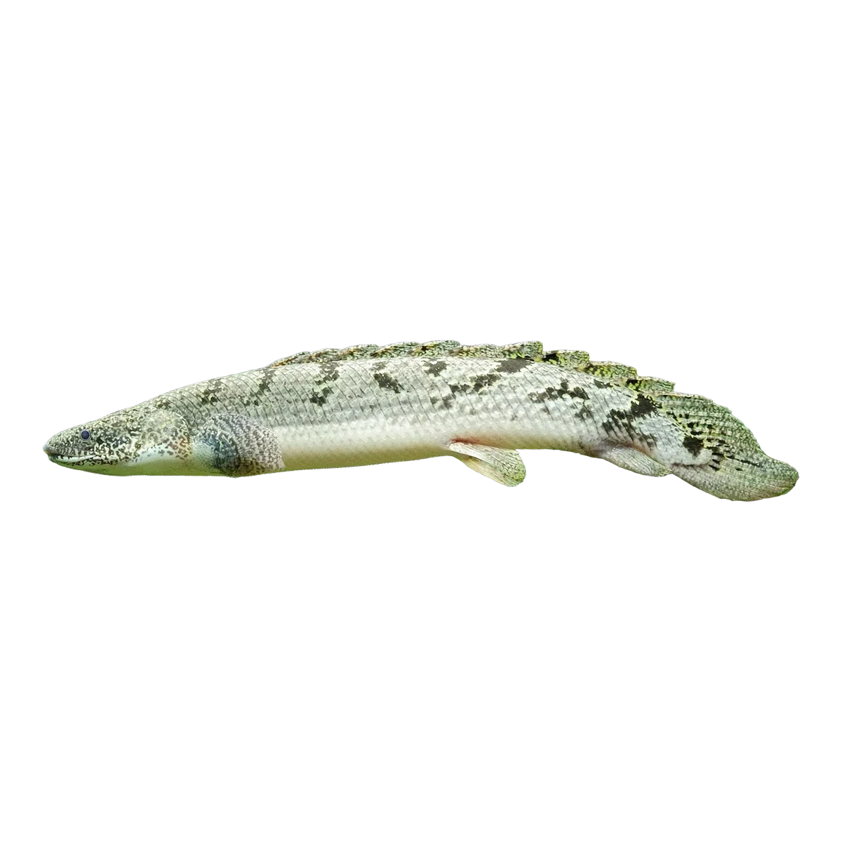 Delhezi Bichir