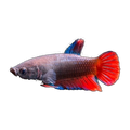 Delta Female Fighting Fish | Betta splendens