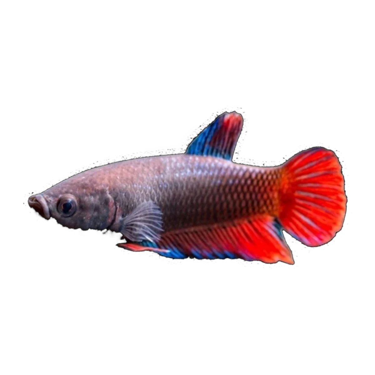 Delta Female Fighting Fish | Betta splendens