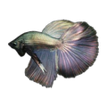 Delta Male Fighting Fish | Betta splendens