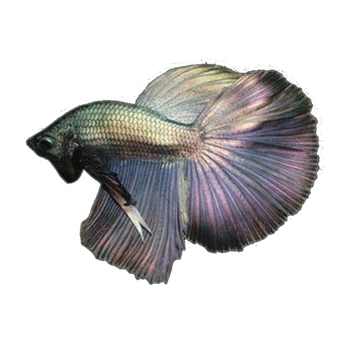 Delta Male Fighting Fish | Betta splendens