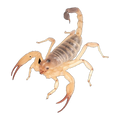 Desert Scorpion Female | Urodacus yaschenkoi
