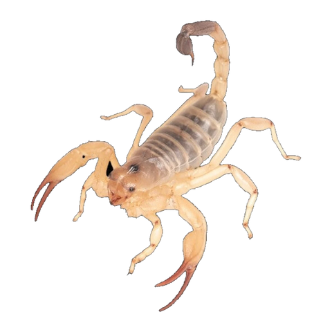 Desert Scorpion Female | Urodacus yaschenkoi