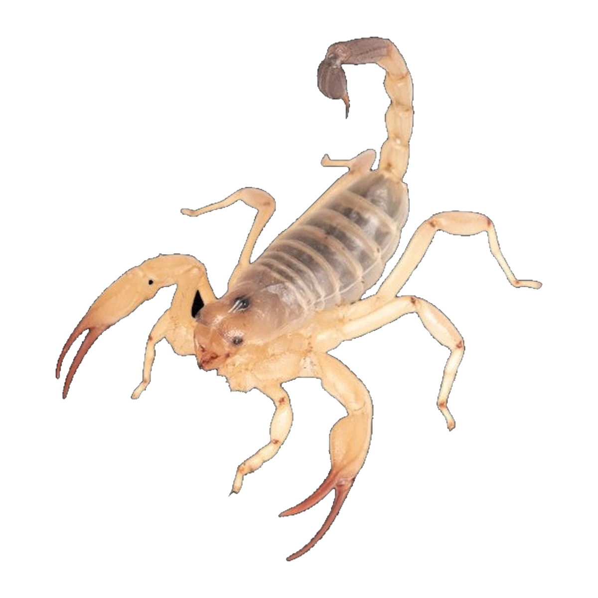 Desert Scorpion Male | Urodacus yaschenkoi