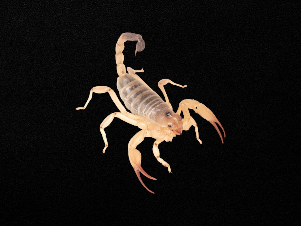 Desert Scorpion Male | Urodacus yaschenkoi