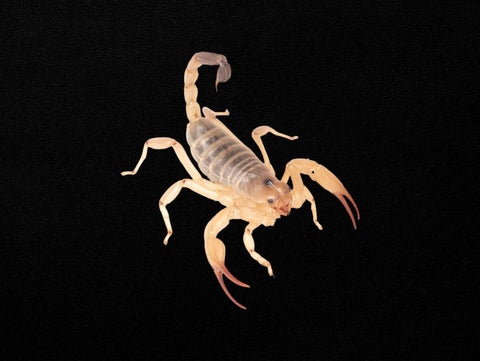 Desert Scorpion Male | Urodacus yaschenkoi