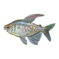 Diamond Tetra