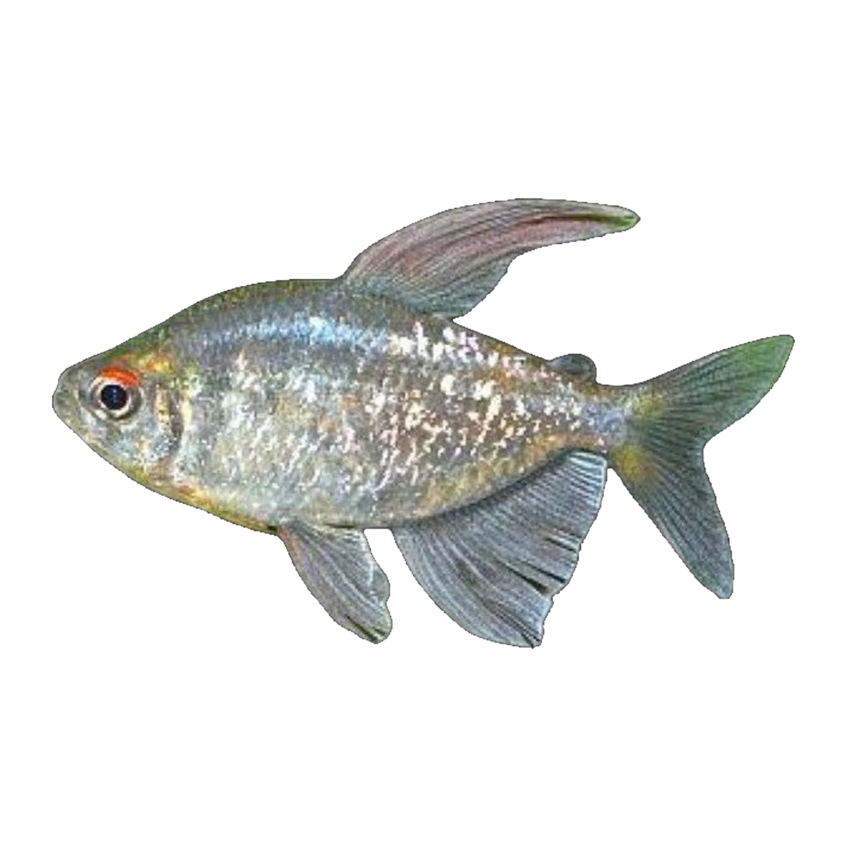 Diamond Tetra