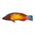 Diana Hogfish | Bodianus diana