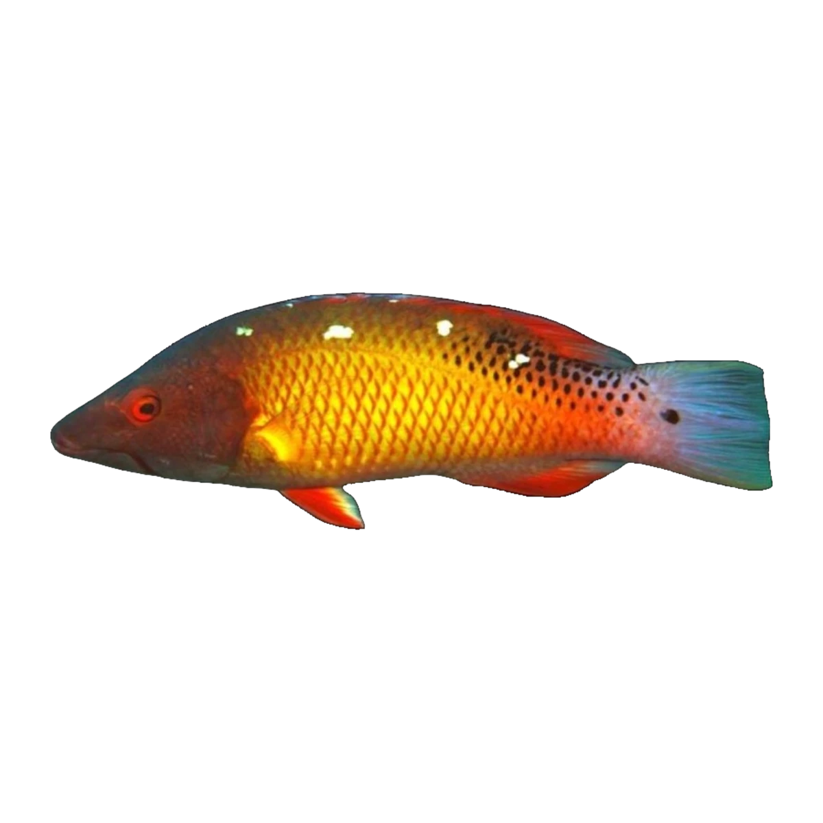 Diana Hogfish | Bodianus diana