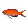 Dispar Anthias | Pseudanthias dispar