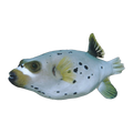 Dogface Puffer | Arothron nigropunctatus