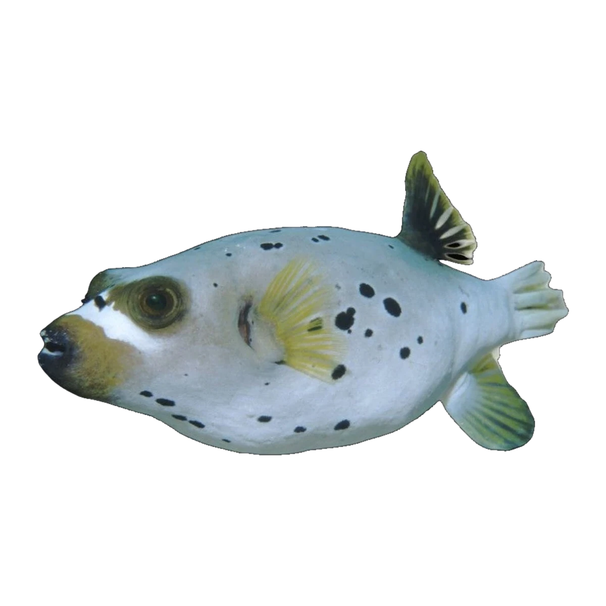 Dogface Puffer | Arothron nigropunctatus