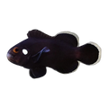 Domino Clownfish Pair | Amphiprion ocellaris