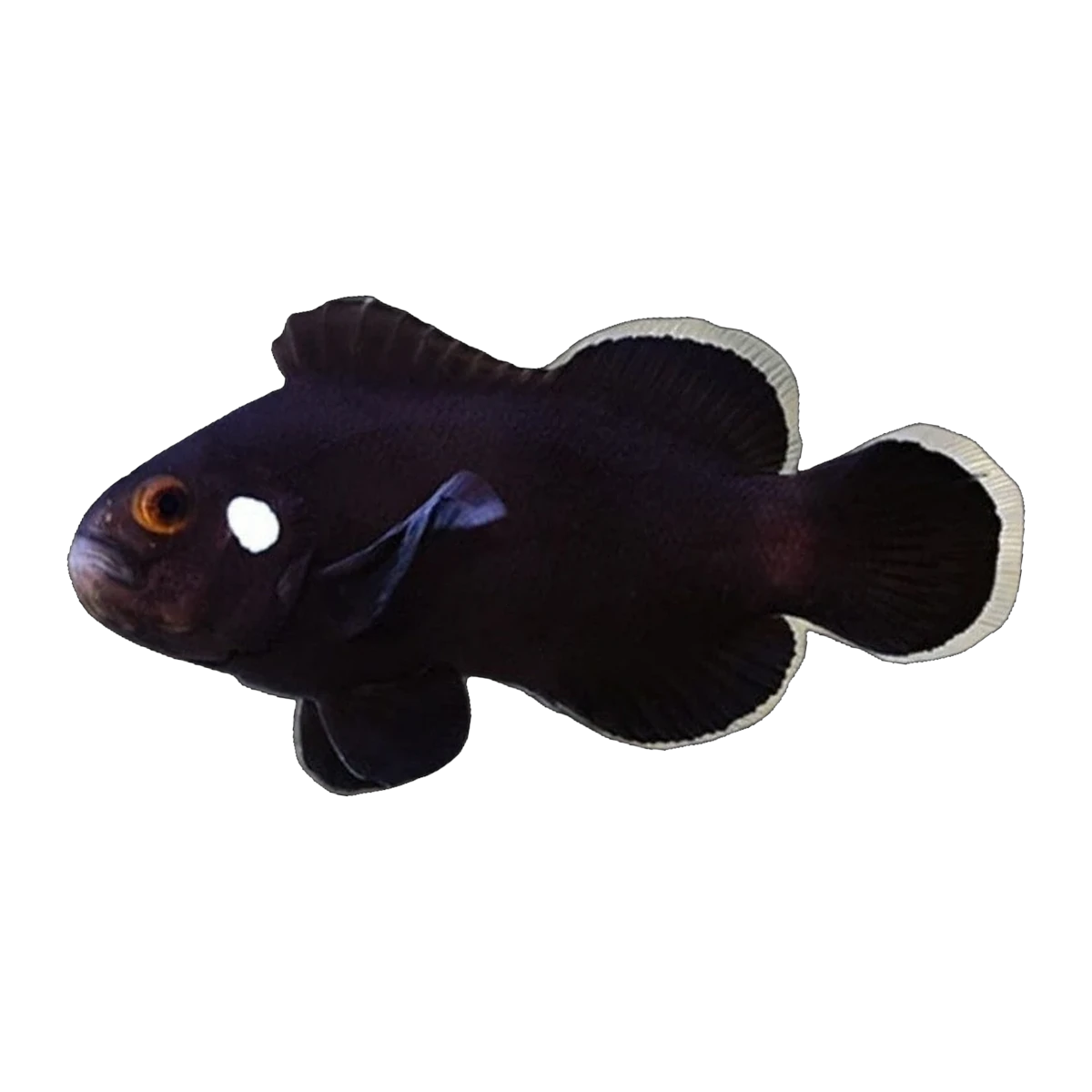 Domino Clownfish Pair | Amphiprion ocellaris