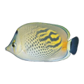 Dot Dash Butterflyfish | Chaetodon punctatofasciatus
