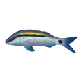 Dot Dash Goatfish | Parupeneus barberinus