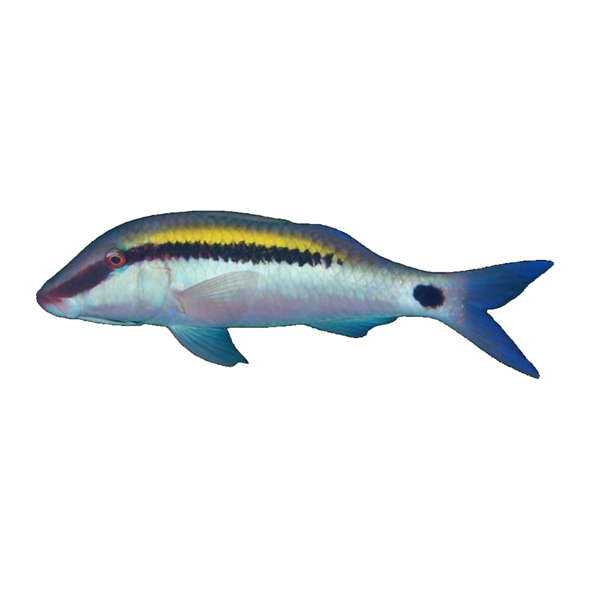 Dot Dash Goatfish | Parupeneus barberinus